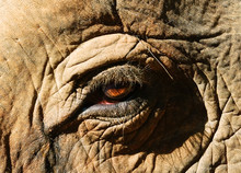 Close-up Of Elephant Eye