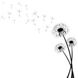 Fototapeta Dmuchawce - Delicate dandelions on a contrasting white background with flying fluffs. Unique images of dandelions in the lower right corner. Vector illustration. Stock Photo.