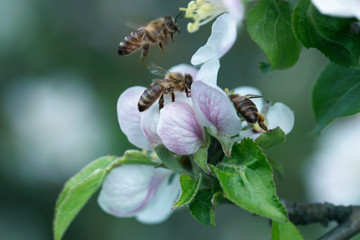 Honeybee collecting pollen at a pink flower blossom