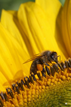 Close-up Of Bee Pollinating On Sunflower