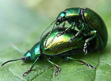 Close-up Of Two Beetles Mating