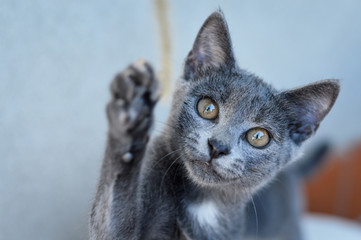 Young playful cat breed Russian blue waves his paw. Focus on cat eyes. Shallow depth of field.