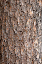 Close-up Texture Of Pine Bark And Resin On The Tree Bark. Old Wood Texture With Natural Pattern