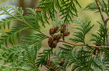 Wall Mural - Thuja occidentalis Litomysl (northern or eastern white cedar). Close-up of bright green texture of thuja leaves with brown seed cones. Selective focus. Interesting nature concept for background design