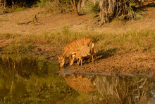 Nyala Female Buck And Young Drinking At Watering Hole, South Africa
