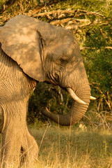 Wall Mural - African elephant in semi-shade, South Africa