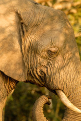 Wall Mural - African elephant in semi-shade, South Africa