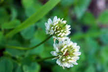 White Clover Inflorescence Close Up On A Green Background