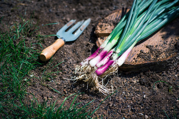 Red spring onion scallion plant just harvested from the soil