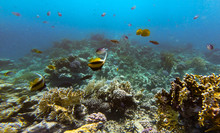Amazing Underwater World At The Coral Reefs Of Soma Bay