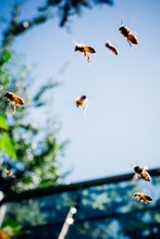 Close-up Of Honey Bees Flying At Park