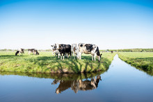 Black And White Holstein Cows In Green Meadow Reflected In Water Of Canal Under Blue Sky In Holland