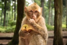 Portrait Of Barbary Macaque Holding Apple In Forest