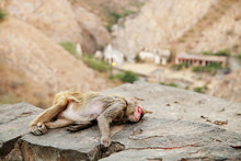 Monkey Sleeping On Rocky Old Wall In Jeipur