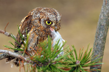 Poster - Eurasian scops owl (Otus scops) or European scops owl or just scops owl sitting on a branch of pine. Small owl with prey, shrew, in its beak with light background.