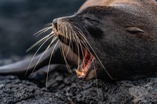 Galapagos Fur Seal
