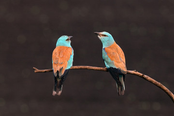 Wall Mural - The European roller (Coracias garrulus) pair sitting on the branch with dark brown background. Pair of blue birds on dark background.