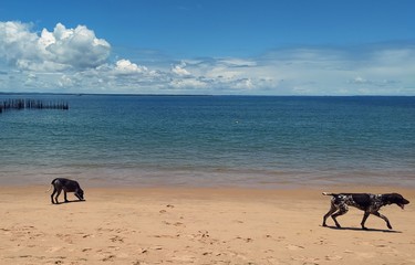 Dogs on the beach