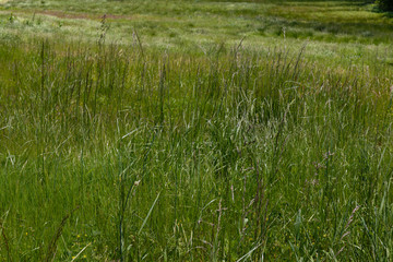 Wall Mural - Meadow grasses, green nature texture background, horizontal aspect