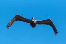 Seeing Eye To Eye With The Brown Pelican As It Soars Straight Ahead With Bent Wings.