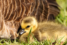 Young Canada Goose Gosling Rests In The Morning Sunshine Alongside Its Mother In The Horicon National Wildlife Refuge, Wisconsin.
