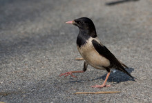 Close-up Of Black-billed Magpie On Road