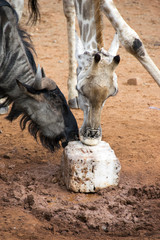 Wall Mural - Blue Wildebeest and giraffe share a salt lick, Pilanesberg National Park, South Africa