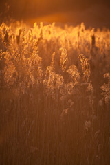 sunset in the field