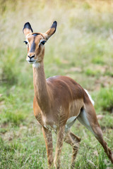 Wall Mural - Impala against green grass background, Pilanesberg National Park, South Africa