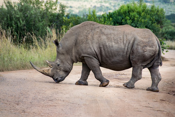 Wall Mural - White Rhinoceros crossing dirt road, South Africa