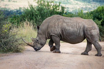 Wall Mural - White Rhinoceros crossing dirt road, South Africa