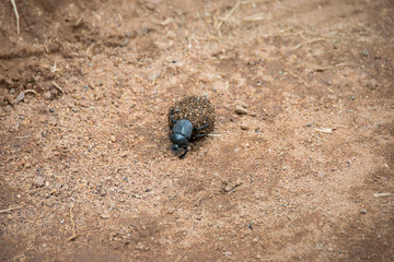 Wall Mural - Dung beetle rolling ball of dung, Pilanesberg National Park, South Africa