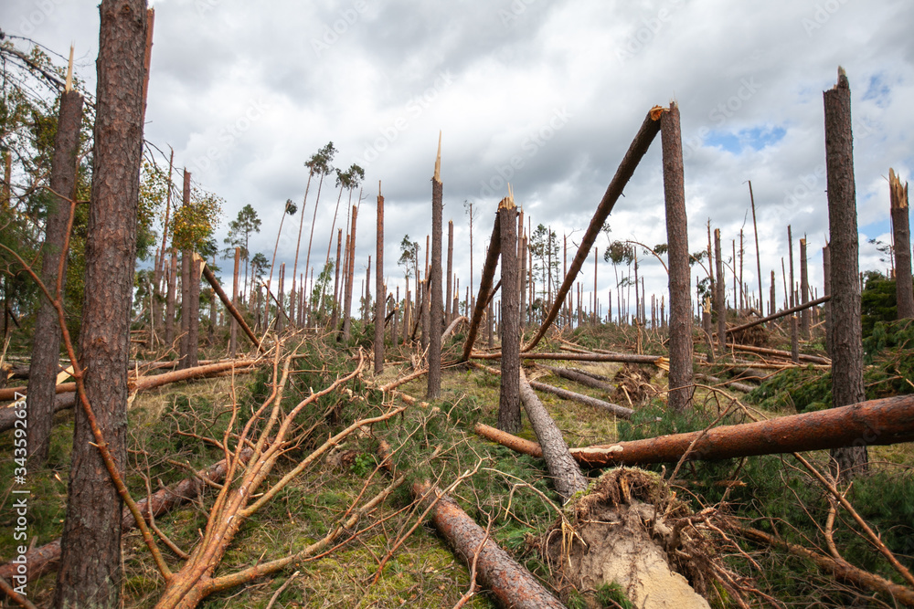 Broken trees in the forest after a gale Stock Photo | Adobe Stock