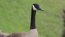 Canadian Goose Closeup While Eating Grass With Goslings In The Background