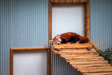 Sleepy Red Panda At The John Ball Zoo On A Summer Day