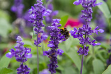 Sage (Salvia) Plant Blooming In A Garden, With A Bumble Bee Out Of Focus In The Background