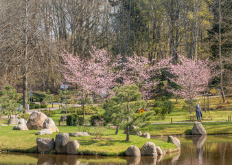 Wall Mural - spring time cherry tree and blossoms