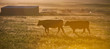 silhouette of cows in pasture on cattle ranch in rural Montana USA on small hobby farm at sunset horizontal format room for type 