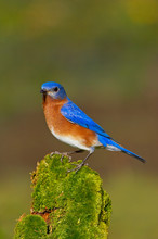 Close-up Of Male Eastern Bluebird Perching On Twig
