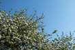 © Stockhausen - white tree blossoms against a blue sky