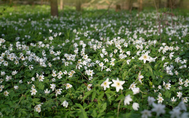 Wall Mural - Forest blooming in springtime. White flowers in forest