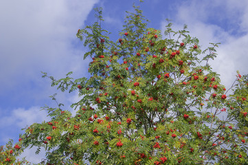 Wall Mural - Branches of the rowan tree with red ripe berries and green leaves on a blue and cloudy August sky