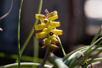 Wall Mural - Yellow grape hyacinth, Muscari macrocarpum.