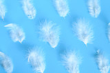 Fototapeta Dmuchawce - group white fluffy bird feather from a chicken on a blue background. regular pattern