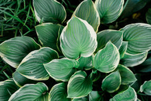 Close Up Of A Plant