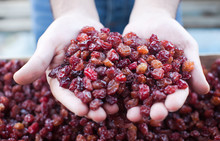 Cropped Image Of Person Holding Dried Cherries In Market