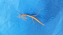 Close-up Of Stick Insect On Wet Blue Wall