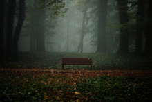 Empty Bench Against Trees At Park During Autumn