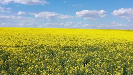 Wall Mural - Beautiful scenic landscape of blossoming yellow flowers of rapeseed on an agricultural field, blue cloudy sky on background. Smooth flyover above field. Agriculture theme.