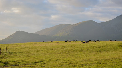 Canvas Print - Herd of sheep in a meadow at sunset landscape. Beautiful field of rolling hills and mountain range in Derwentwater, Keswick, lake district